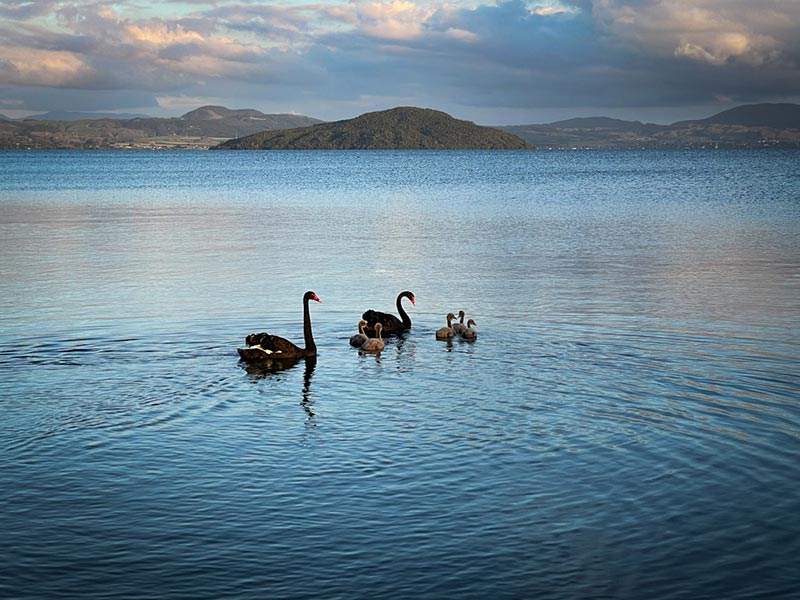 swans an signets on lake rotorua