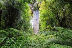 kauri tree