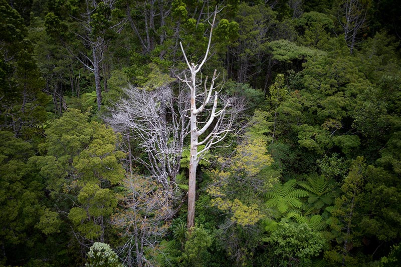 example of kauri dieback