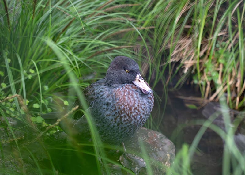 the blue duck or whio