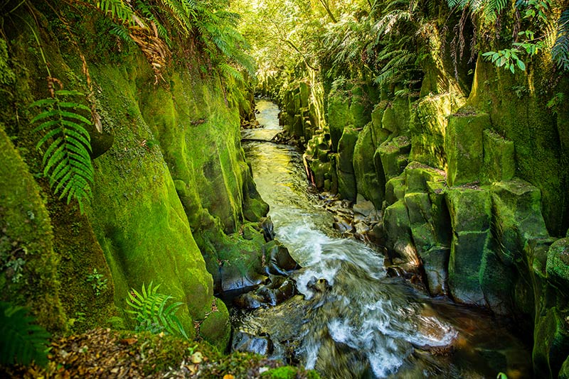 whirinaki forest