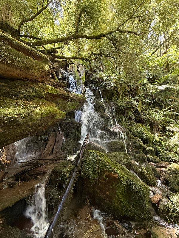 whirinaki forest waterfall